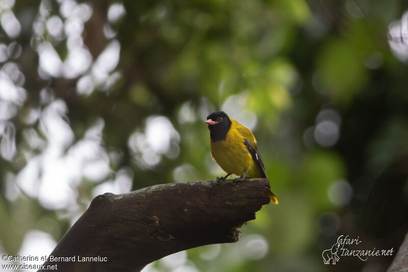 Ethiopian Orioleadult, Behaviour