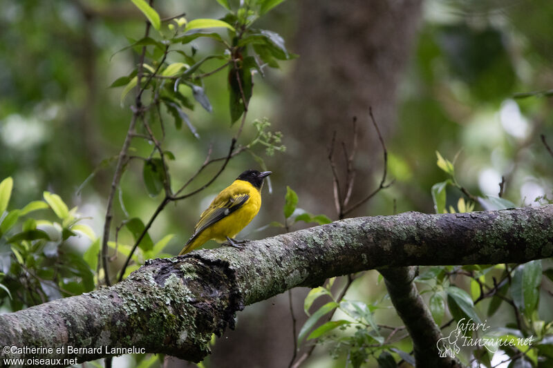 Ethiopian Orioleimmature, habitat