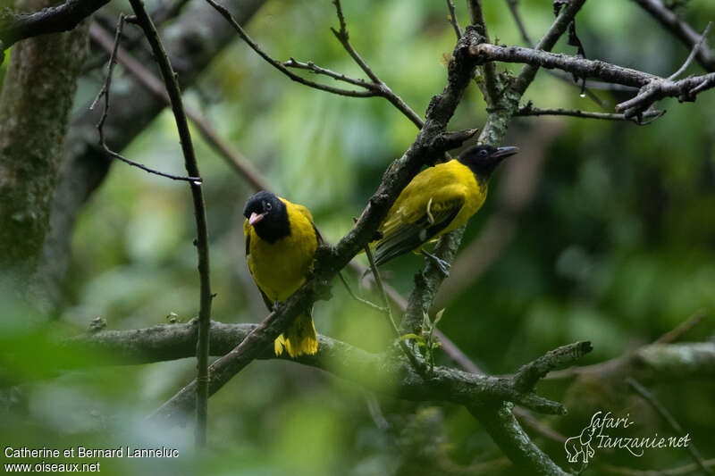 Ethiopian Oriole