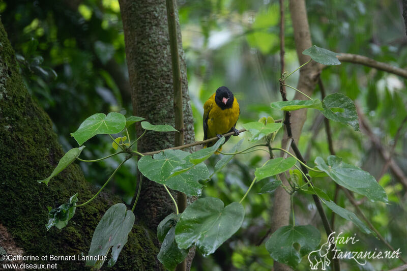 Ethiopian Orioleadult, habitat, Behaviour