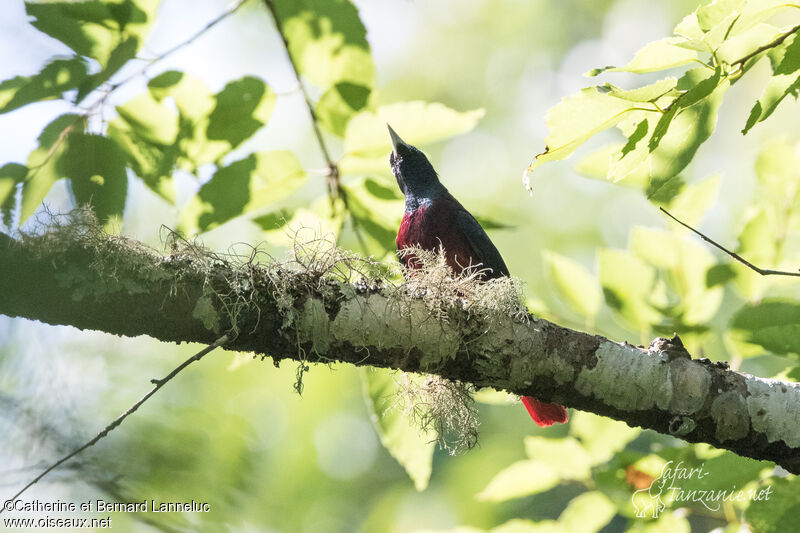 Maroon Oriole male adult