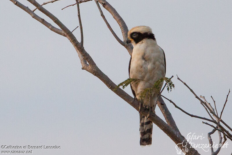 Laughing Falconadult