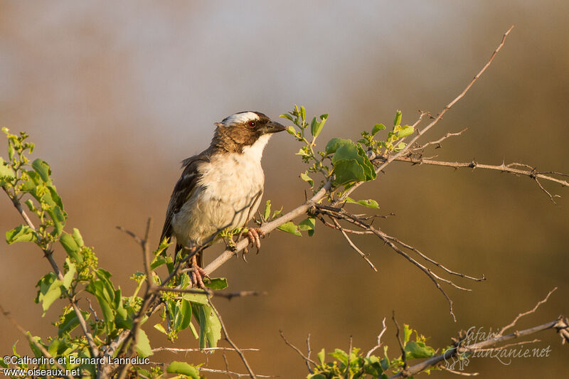 White-browed Sparrow-Weaveradult, identification