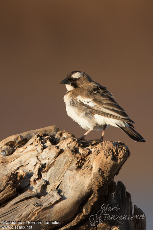 White-browed Sparrow-Weaveradult, identification