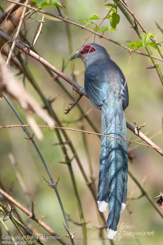 Green-billed Malkohaadult, identification