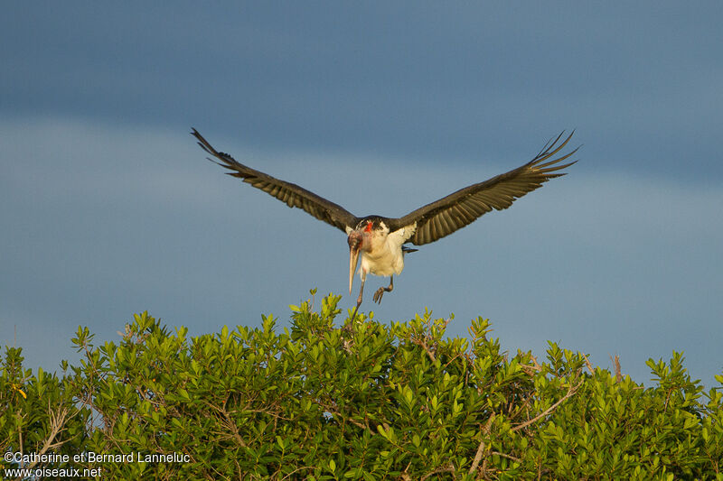 Marabou Storkadult, Flight