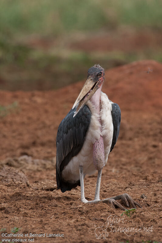 Marabou Storkadult, Behaviour