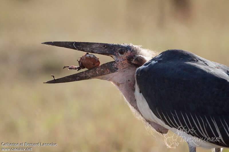 Marabou Storkadult, feeding habits