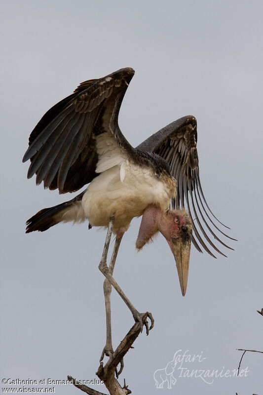 Marabou Storkadult, identification, Behaviour