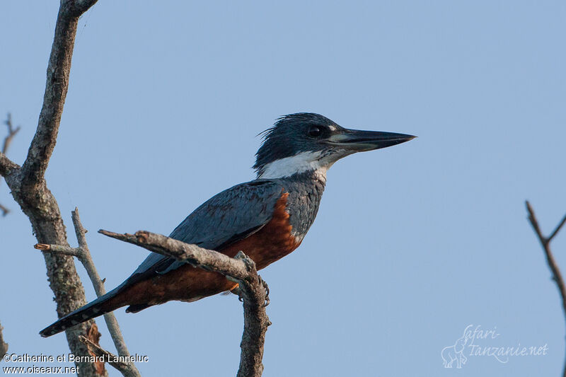 Ringed Kingfisher female adult, identification