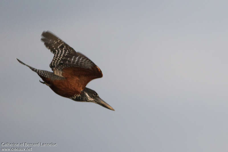 Martin-pêcheur géant femelle adulte, Vol, pêche/chasse