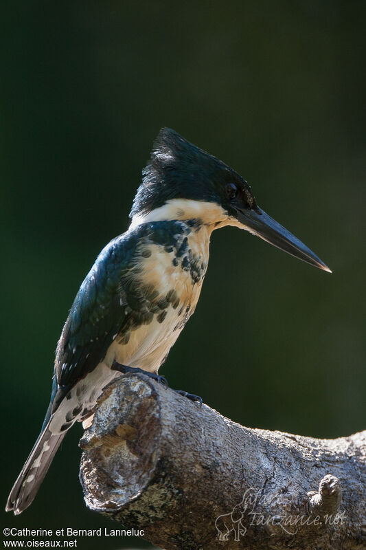 Green Kingfisher female adult, identification