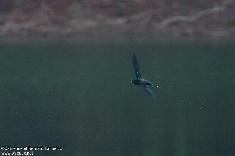 Brown-backed Needletail, Flight, drinks