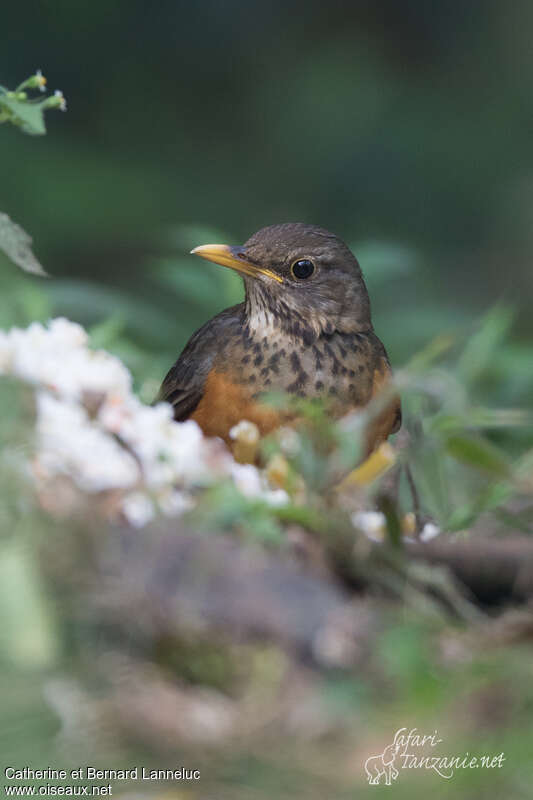 Black-breasted Thrush female adult, close-up portrait