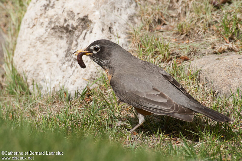 American Robin, feeding habits