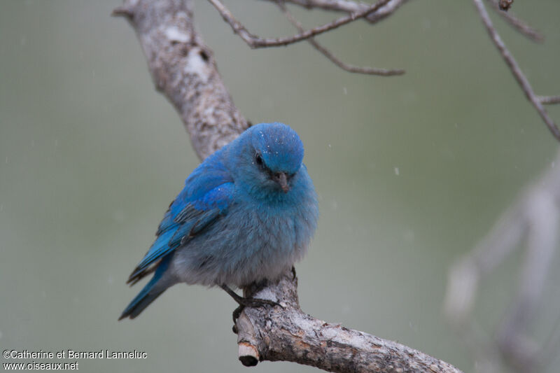 Mountain Bluebird male adult