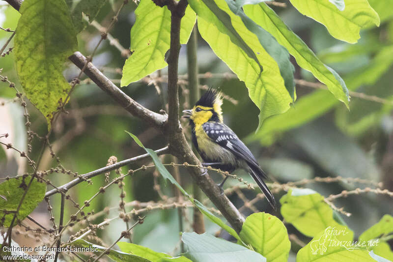 Mésange à dos tacheté mâle adulte, identification