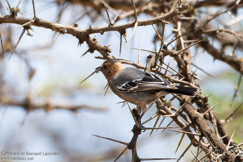 Red-throated Titadult, habitat, pigmentation