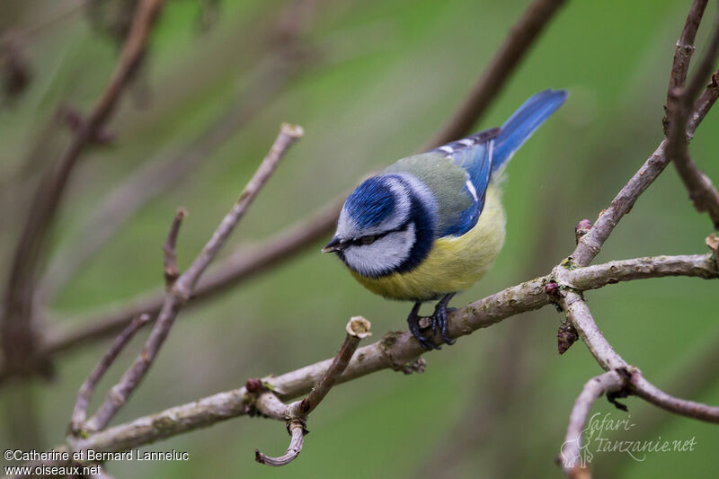 Mésange bleue