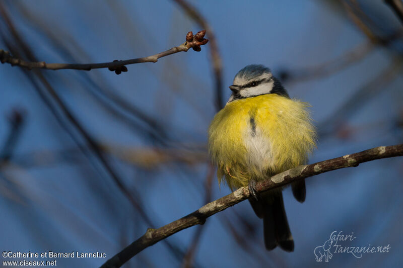 Mésange bleue