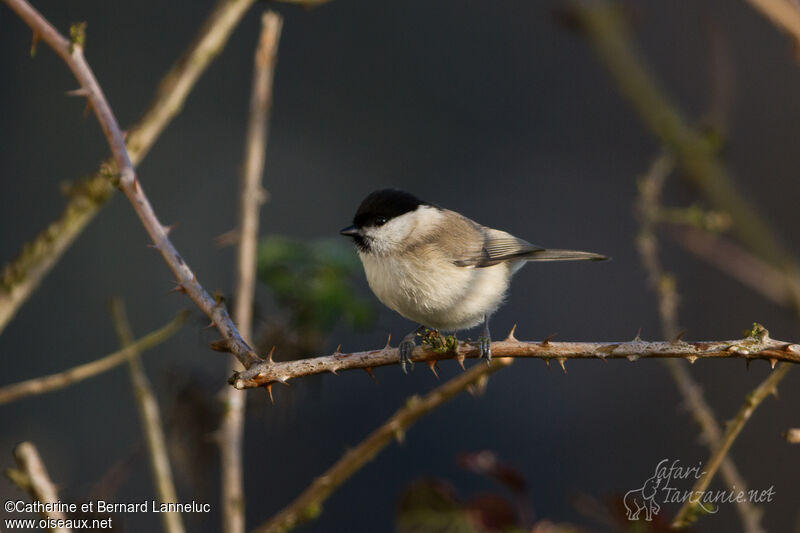 Marsh Tit