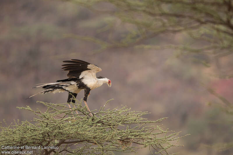 Secretarybirdadult, habitat, Behaviour