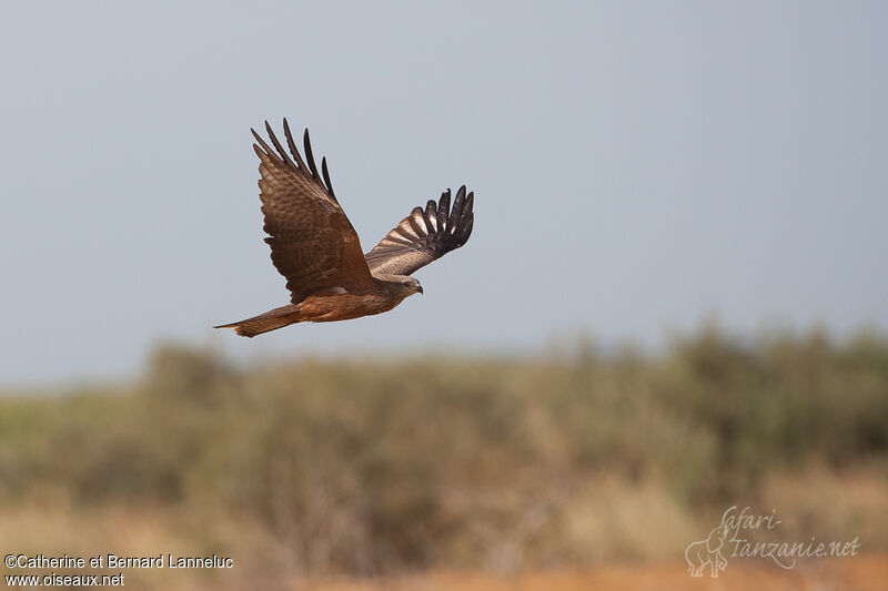 Black Kiteadult, Flight