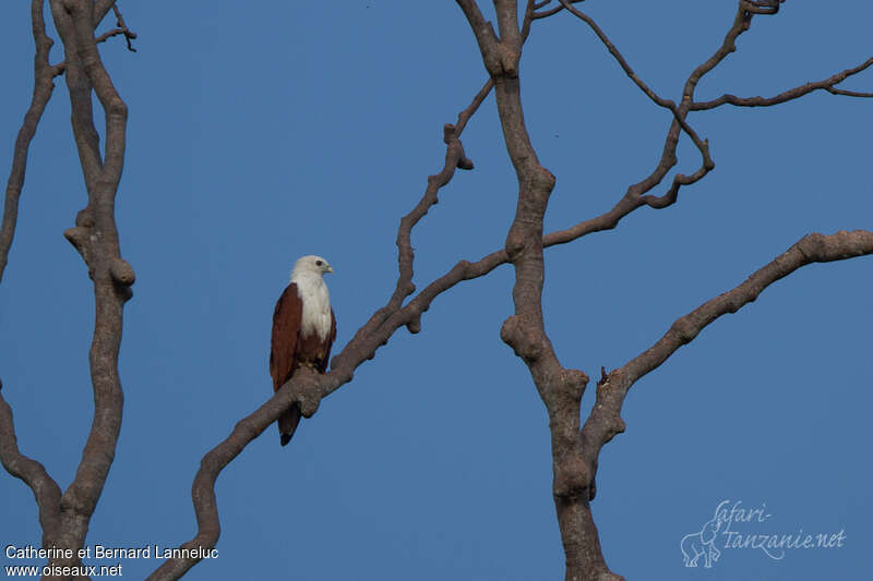 Brahminy Kiteadult, identification