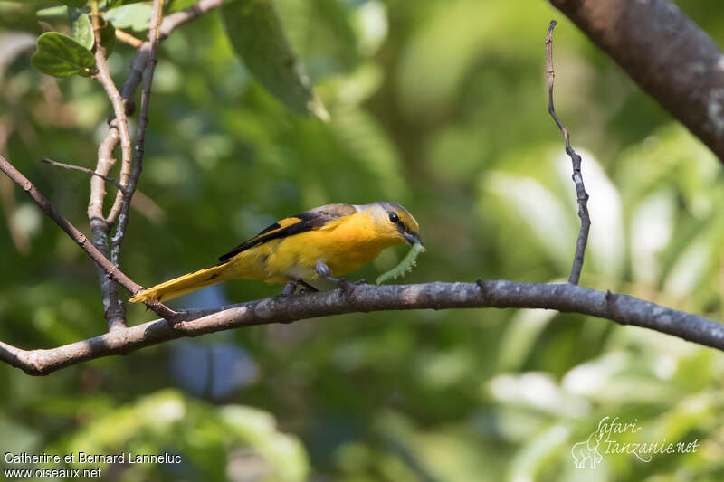 Short-billed Minivet female adult