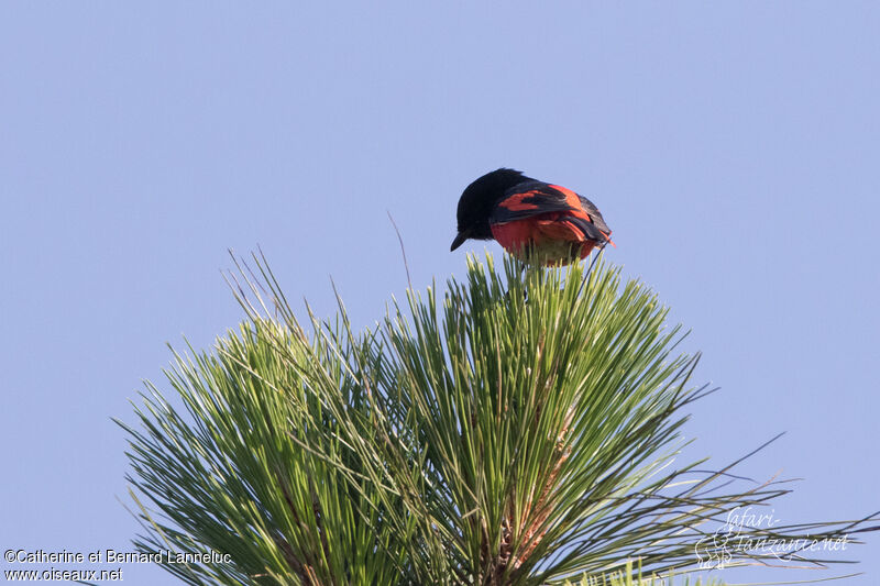 Short-billed Minivet male adult, identification