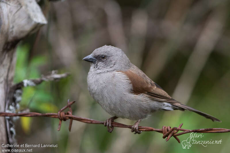 Moineau de Swainsonadulte, identification