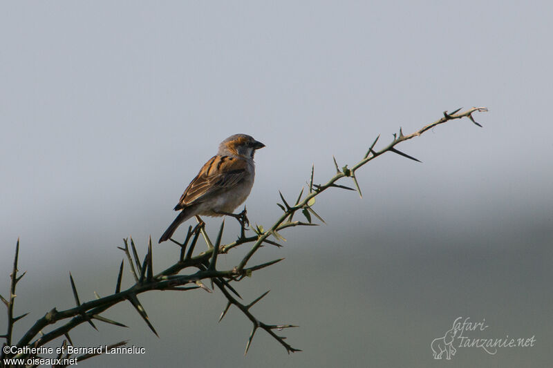 Moineau roux mâle adulte