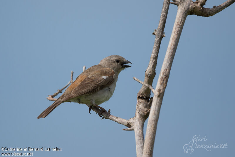 Southern Grey-headed Sparrowadult