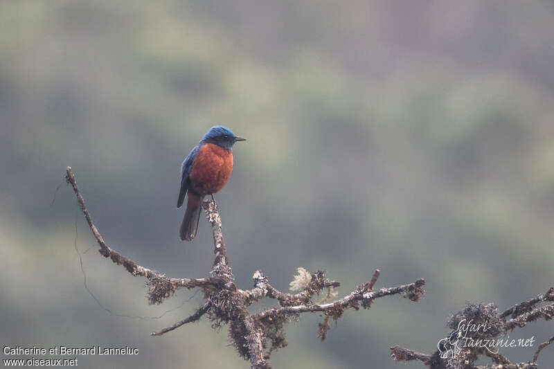 Chestnut-bellied Rock Thrush male adult, pigmentation, Behaviour