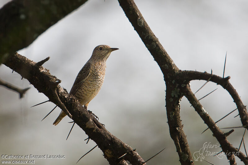 Common Rock Thrush female