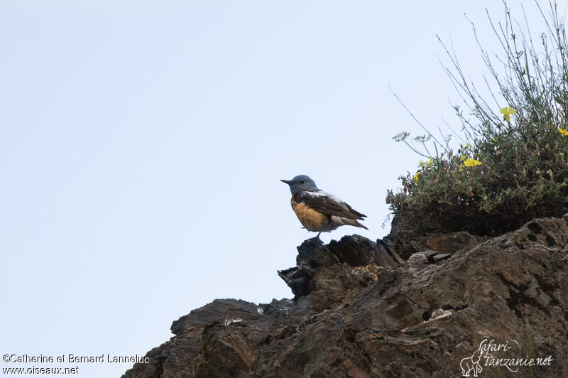 Common Rock Thrush male adult breeding, habitat