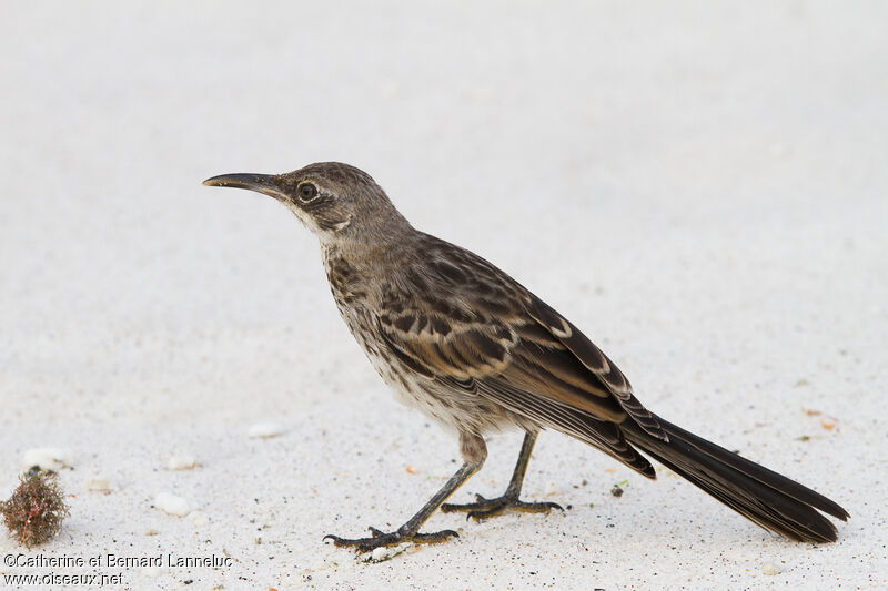 Espanola Mockingbirdimmature, identification