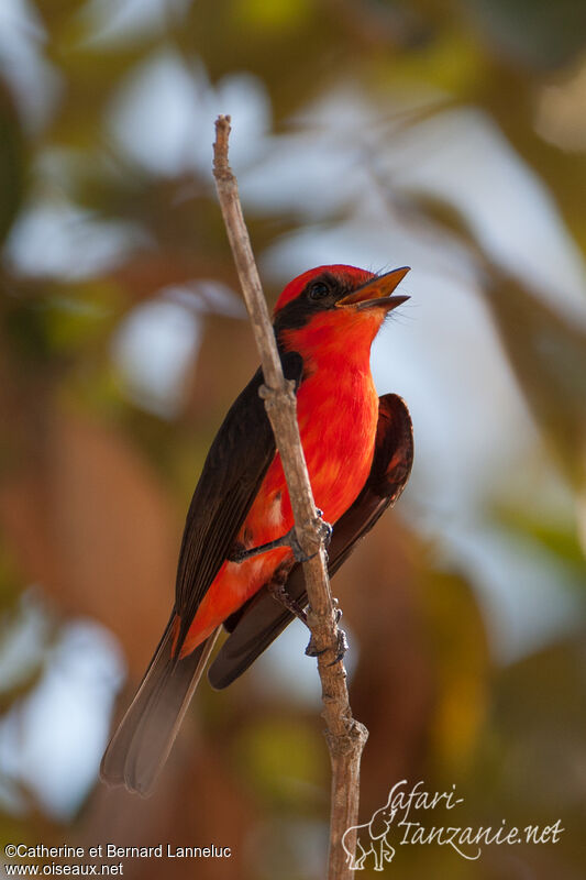 Vermilion Flycatcher male adult, song