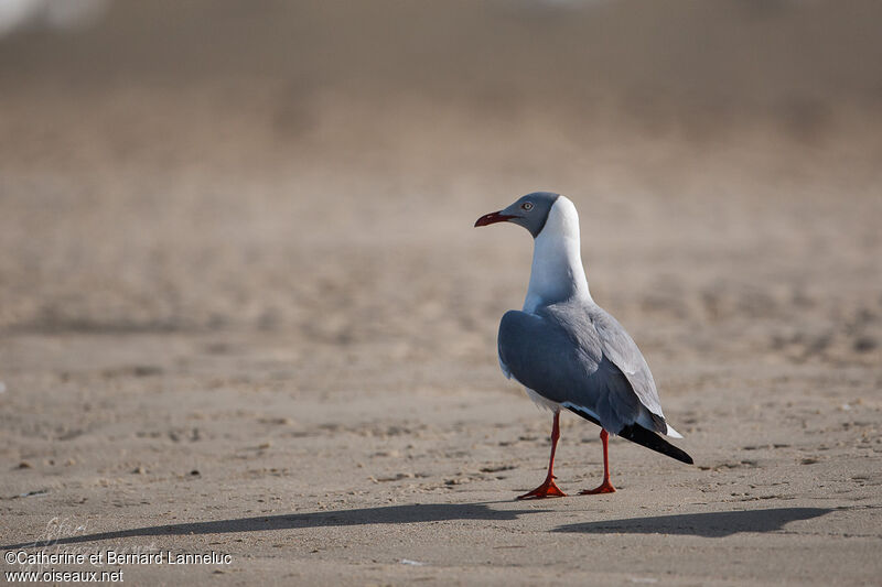 Mouette à tête griseadulte nuptial