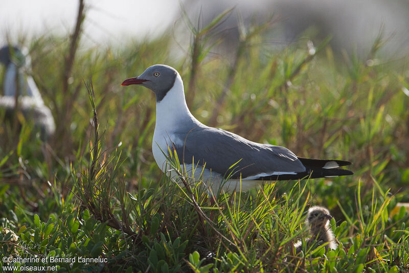 Mouette à tête grise, Nidification