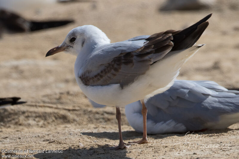 Grey-headed GullSecond year