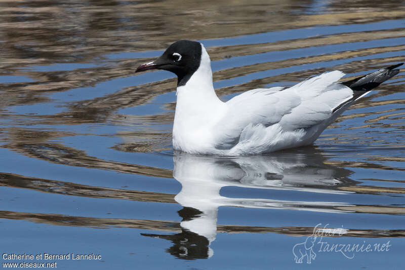 Andean Gulladult breeding, pigmentation, swimming