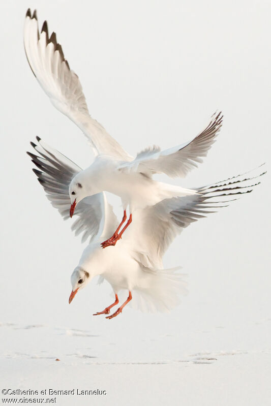 Mouette rieuseadulte internuptial, Vol