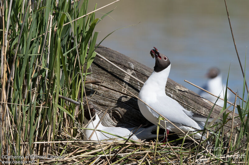 Black-headed Gulladult breeding, Reproduction-nesting