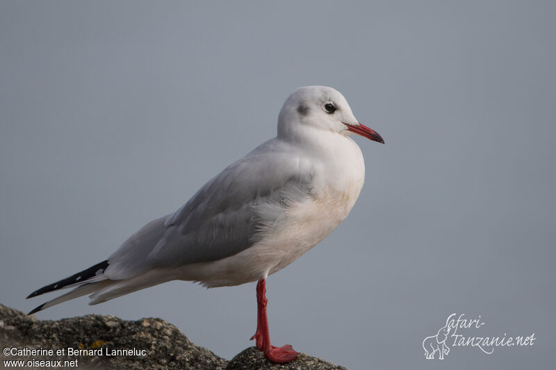 Mouette rieuseadulte internuptial, identification