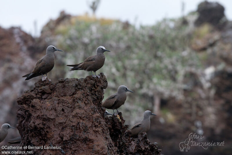 Brown Noddyadult, habitat, Behaviour