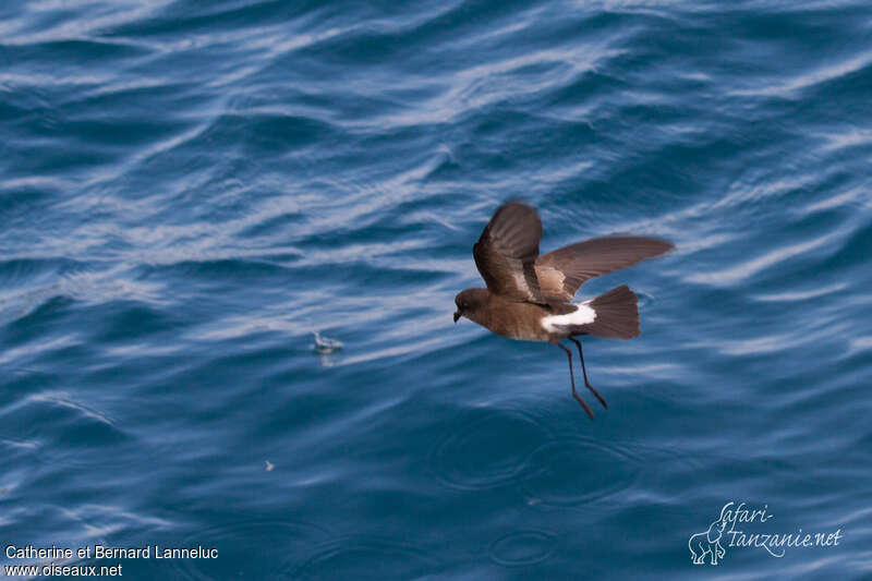 Elliot's Storm Petreladult, identification, Behaviour