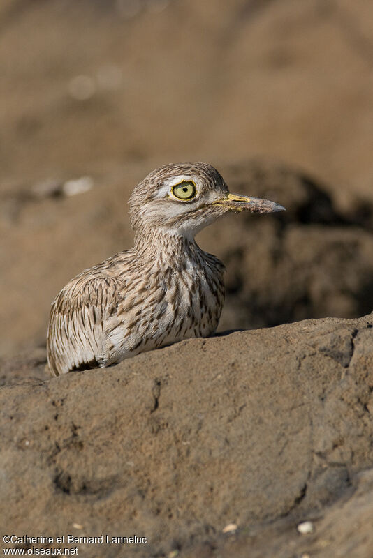 Oedicnème du Sénégaladulte, identification