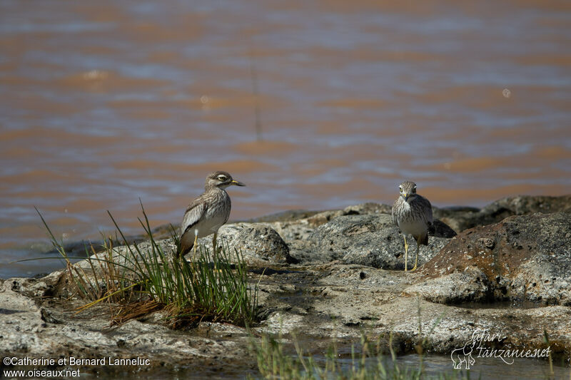 Senegal Thick-kneeadult, habitat