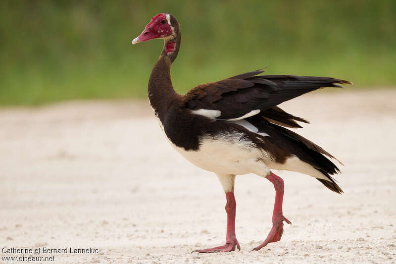 Oie-armée de Gambie mâle adulte, identification